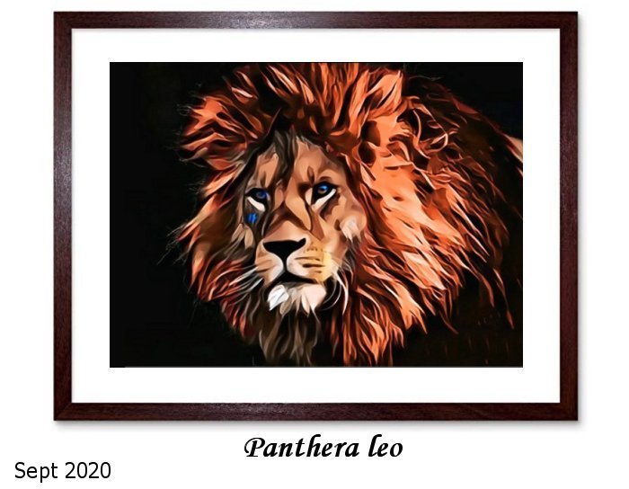 Panthera leo Panthera leo